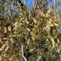 Santalum acuminatum at Pucawan, NSW - suppressed