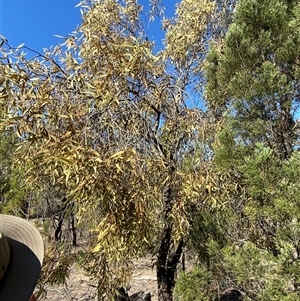 Santalum acuminatum at Pucawan, NSW - suppressed