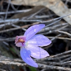 Cyanicula caerulea (Blue Fingers, Blue Fairies) at Pucawan, NSW - 4 Sep 2024 by Tapirlord