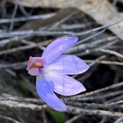 Cyanicula caerulea at Pucawan, NSW - suppressed