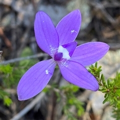 Glossodia major (Wax Lip Orchid) at Pucawan, NSW - 4 Sep 2024 by Tapirlord