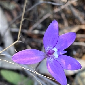 Glossodia major at Pucawan, NSW - suppressed