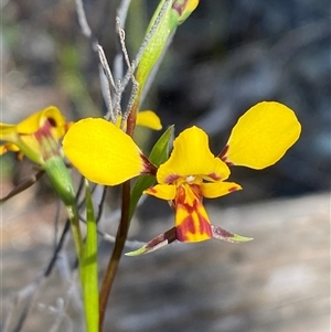 Diuris goonooensis at Pucawan, NSW - 4 Sep 2024