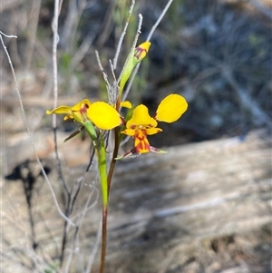 Diuris goonooensis at Pucawan, NSW - 4 Sep 2024