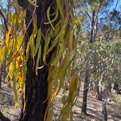 Amyema miquelii (Box Mistletoe) at Pucawan, NSW - 4 Sep 2024 by Tapirlord