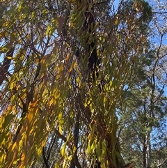 Amyema miquelii at Pucawan, NSW - 4 Sep 2024 02:06 PM