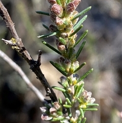 Dillwynia sericea (Egg And Bacon Peas) at Pucawan, NSW - 4 Sep 2024 by Tapirlord