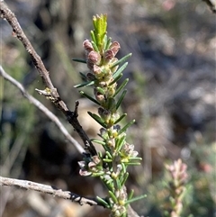 Dillwynia sericea at Pucawan, NSW - 4 Sep 2024 02:05 PM