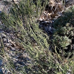 Dillwynia sericea at Pucawan, NSW - 4 Sep 2024 02:05 PM