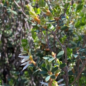 Brachyloma daphnoides (Daphne Heath) at Pucawan, NSW by Tapirlord