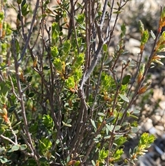 Brachyloma daphnoides at Pucawan, NSW - 4 Sep 2024 02:04 PM