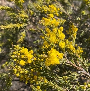 Acacia lineata at Pucawan, NSW - 4 Sep 2024 02:02 PM