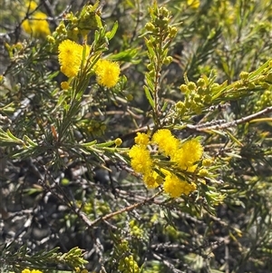 Acacia lineata at Pucawan, NSW - 4 Sep 2024 02:02 PM