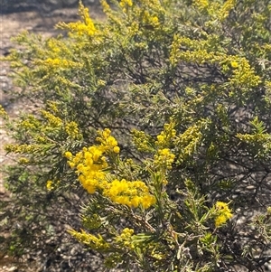 Acacia lineata at Pucawan, NSW - 4 Sep 2024 02:02 PM