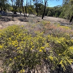 Acacia lineata at Pucawan, NSW - 4 Sep 2024 02:02 PM