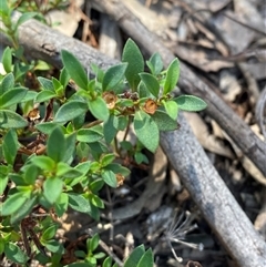 Pomax umbellata (A Pomax) at Pucawan, NSW - 4 Sep 2024 by Tapirlord