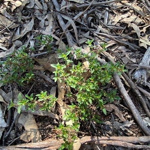 Pomax umbellata at Pucawan, NSW - 4 Sep 2024