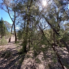 Exocarpos cupressiformis at Pucawan, NSW - 4 Sep 2024