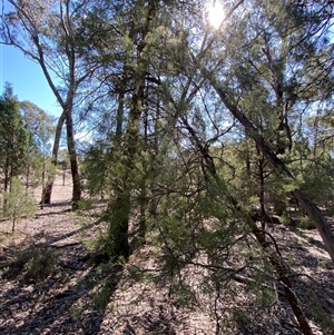 Exocarpos cupressiformis at Pucawan, NSW - 4 Sep 2024