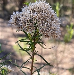 Cassinia hewsoniae at Pucawan, NSW - 4 Sep 2024 by Tapirlord