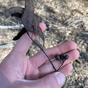 Eucalyptus sideroxylon at Pucawan, NSW - 4 Sep 2024 01:56 PM