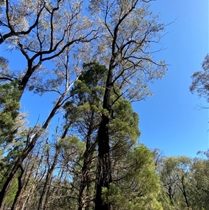 Eucalyptus sideroxylon at Pucawan, NSW - 4 Sep 2024 01:56 PM