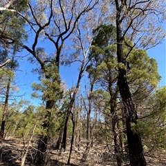 Eucalyptus sideroxylon at Pucawan, NSW - 4 Sep 2024 01:56 PM