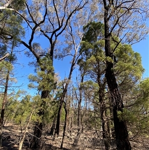 Eucalyptus sideroxylon at Pucawan, NSW - 4 Sep 2024 01:56 PM