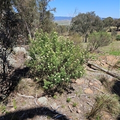 Cassinia longifolia at Hawker, ACT - 10 Dec 2024 11:13 AM