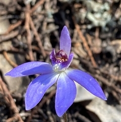 Cyanicula caerulea (Blue Fingers, Blue Fairies) at Pucawan, NSW - 4 Sep 2024 by Tapirlord