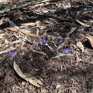 Cyanicula caerulea at Pucawan, NSW - suppressed