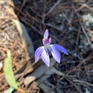 Cyanicula caerulea at Pucawan, NSW - suppressed