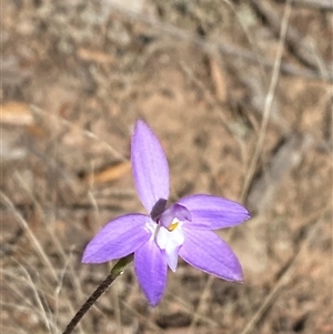 Glossodia major (Wax Lip Orchid) at Pucawan, NSW by Tapirlord