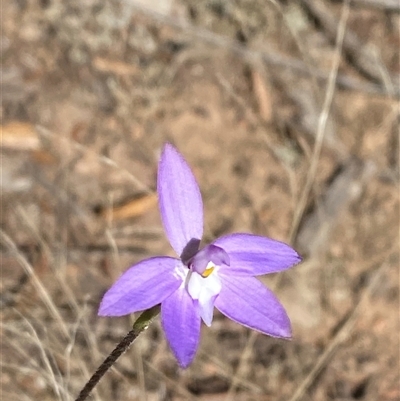 Glossodia major (Wax Lip Orchid) at Pucawan, NSW - 4 Sep 2024 by Tapirlord