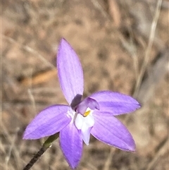 Glossodia major at Pucawan, NSW - suppressed