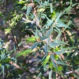 Melichrus urceolatus (Urn Heath) at Pucawan, NSW by Tapirlord