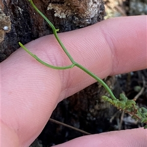 Thysanotus patersonii at Pucawan, NSW - 4 Sep 2024 01:47 PM