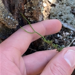 Thysanotus patersonii at Pucawan, NSW - 4 Sep 2024