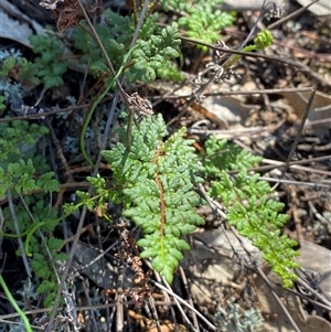 Cheilanthes sieberi subsp. sieberi (Mulga Rock Fern) at Pucawan, NSW by Tapirlord