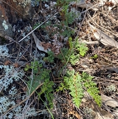 Cheilanthes sieberi subsp. sieberi at Pucawan, NSW - 4 Sep 2024