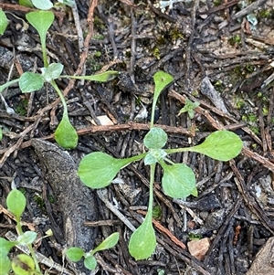 Stuartina muelleri (Spoon Cudweed) at Pucawan, NSW by Tapirlord