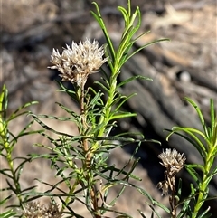 Cassinia hewsoniae at Pucawan, NSW - 4 Sep 2024 by Tapirlord