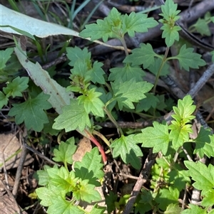 Veronica plebeia (Trailing Speedwell, Creeping Speedwell) at Pucawan, NSW by Tapirlord