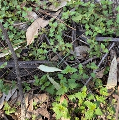 Veronica plebeia at Pucawan, NSW - 4 Sep 2024 01:45 PM