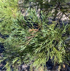 Callitris endlicheri (Black Cypress Pine) at Pucawan, NSW by Tapirlord