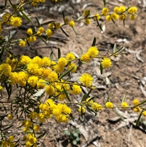 Acacia flexifolia (Bent-leaf Wattle) at Pucawan, NSW by Tapirlord