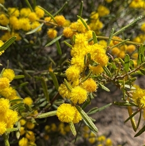 Acacia flexifolia at Pucawan, NSW - 4 Sep 2024 01:44 PM