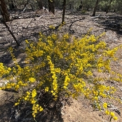 Acacia flexifolia at Pucawan, NSW - 4 Sep 2024 01:44 PM