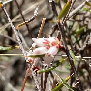 Lissanthe strigosa subsp. subulata (Peach Heath) at Pucawan, NSW by Tapirlord