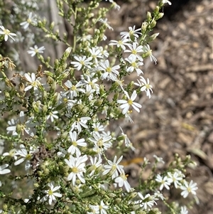 Olearia microphylla (Olearia) at Pucawan, NSW by Tapirlord